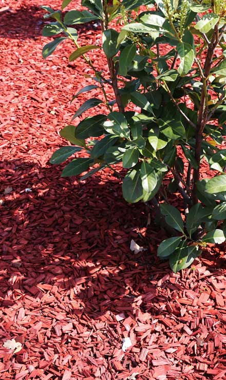 Mighty Affordable Lawn Care Mulching
